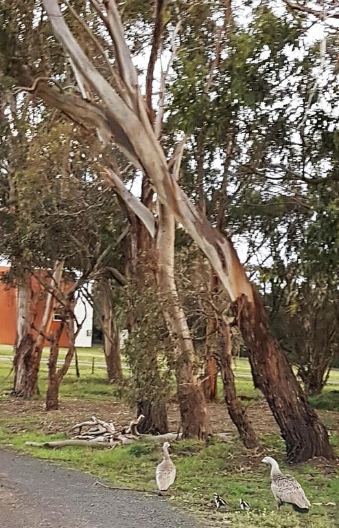 Banksia Park Estate Bed & Breakfast Newhaven Bagian luar foto
